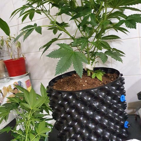 MOBY-D growlog timeline photo