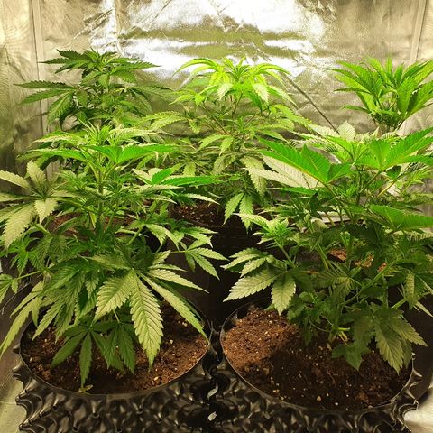MOBY-D growlog timeline photo