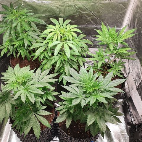 #1 growlog timeline photo