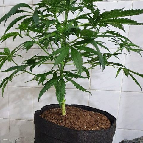 #1 growlog timeline photo