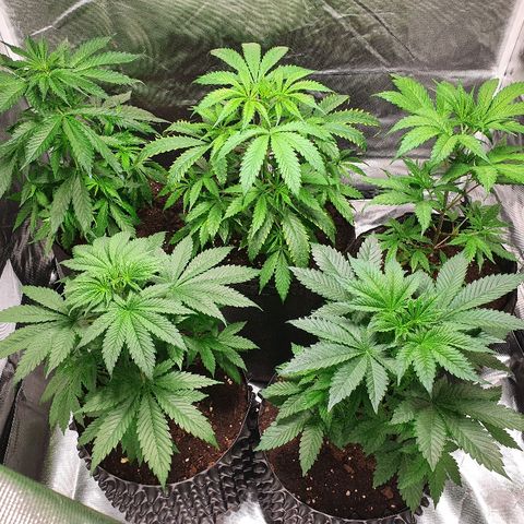 #1 growlog timeline photo