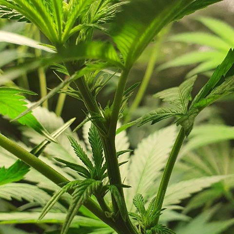 MOBY-D growlog timeline photo