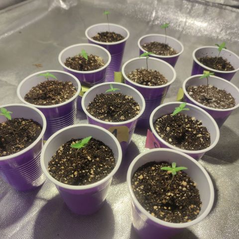 Pollos #1 growlog timeline photo