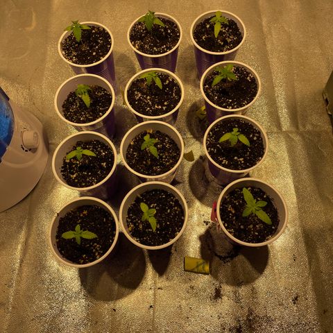 Pollos #1 growlog timeline photo