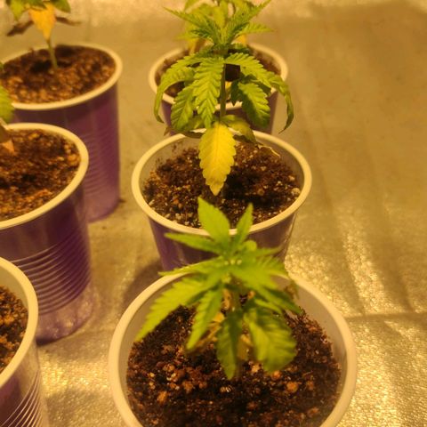Pollos #1 growlog timeline photo