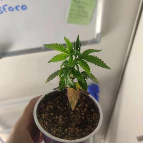 Pollos #1 growlog timeline photo