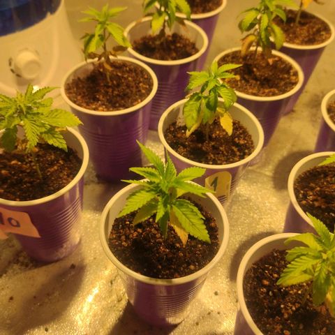 Pollos #1 growlog timeline photo
