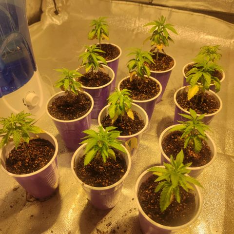 Pollos #1 growlog photo: Mejora su estado 
Se aplica riego diario con 80 ml
1 día solo agua base
1 día con fertilizante de vegeta