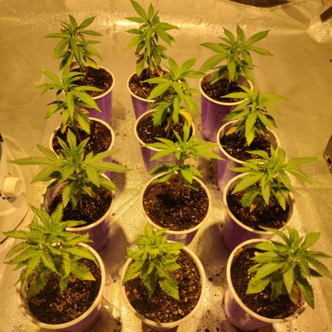 Pollos #1 growlog photo: Avance 30/03