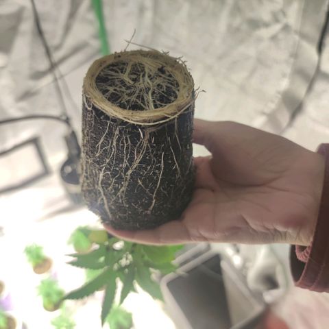Pollos #1 growlog photo: Estado raices, verificar dentro de 3 días 