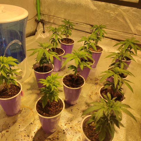 Pollos #1 growlog photo: Seguimiento 