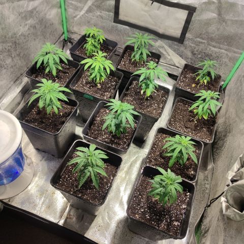 Pollos #1 growlog photo: Transplante a maceta de 7 lts