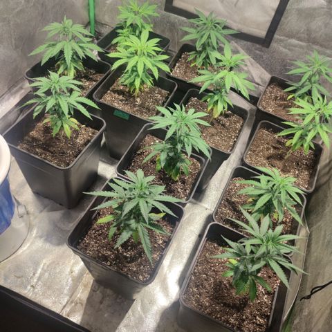 Pollos #1 growlog photo: Entrada a floración 