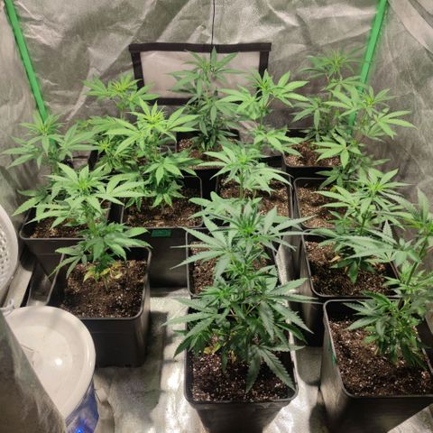 Pollos #1 growlog photo: Entrenado a etapa de floración 
