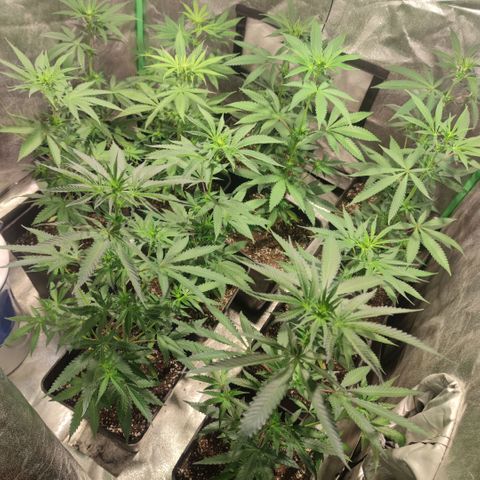 Pollos #1 growlog photo: Primer riego floración 