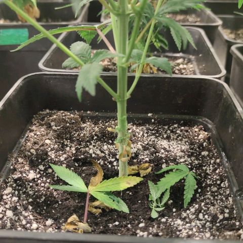 Pollos #1 growlog photo: Poda de primeros 2 nodos 