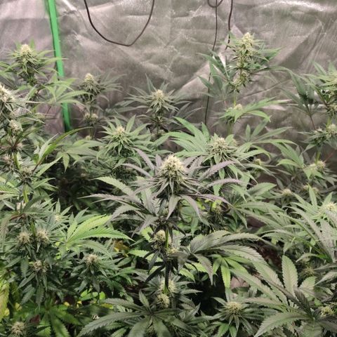 Pollos #1 growlog photo: Floración 