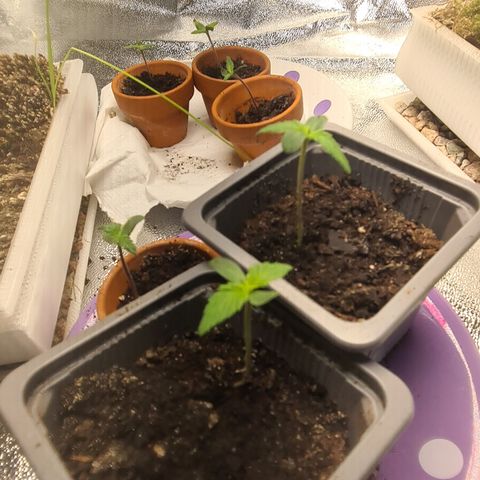 Haschtrid growlog timeline photo