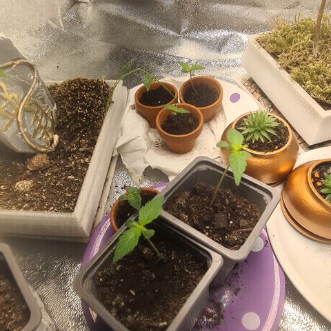 Haschtrid growlog timeline photo