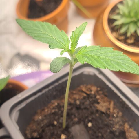 Haschtrid growlog timeline photo