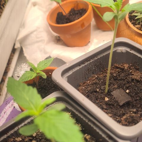 Haschtrid growlog timeline photo