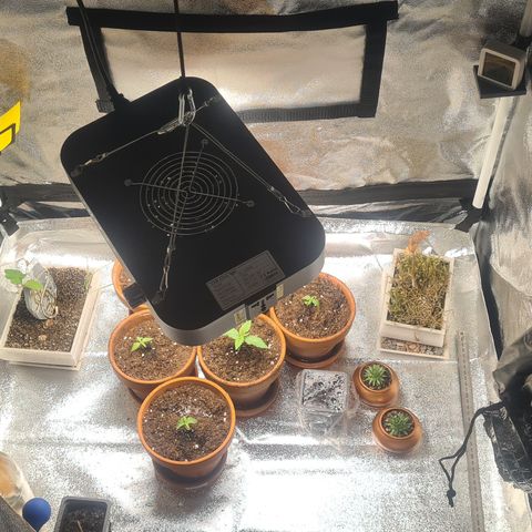 Haschtrid growlog timeline photo