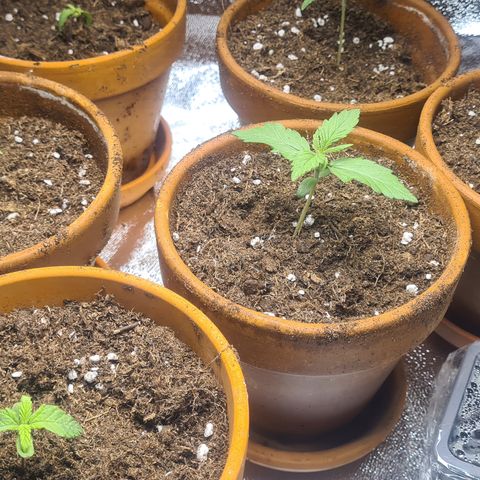 Haschtrid growlog timeline photo