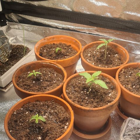 Haschtrid growlog timeline photo