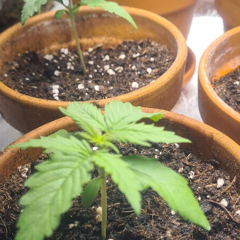 Haschtrid growlog timeline photo