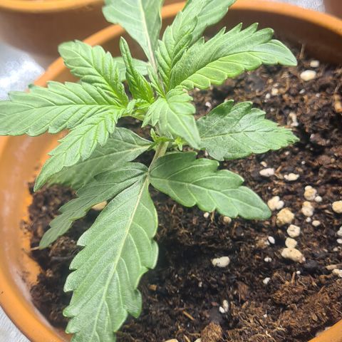 Haschtrid growlog timeline photo