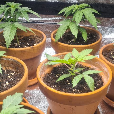 Haschtrid growlog timeline photo