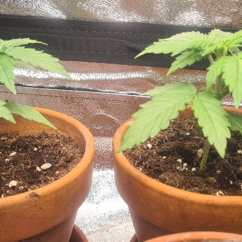 Haschtrid growlog timeline photo