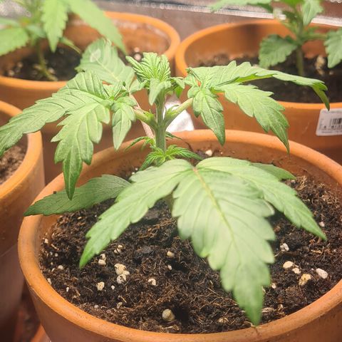 Haschtrid growlog timeline photo