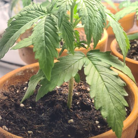 Haschtrid growlog timeline photo