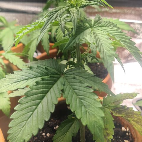 Haschtrid growlog timeline photo