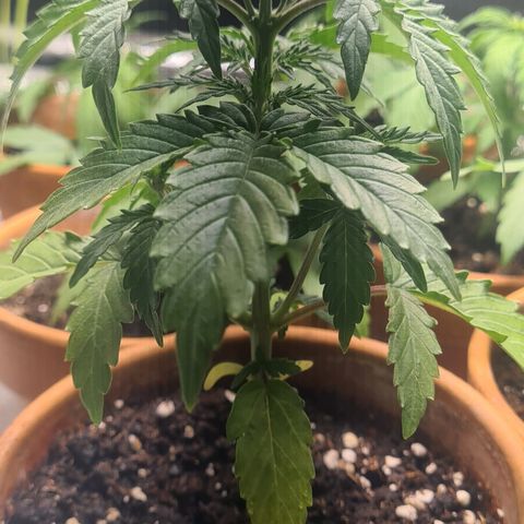 Haschtrid growlog timeline photo