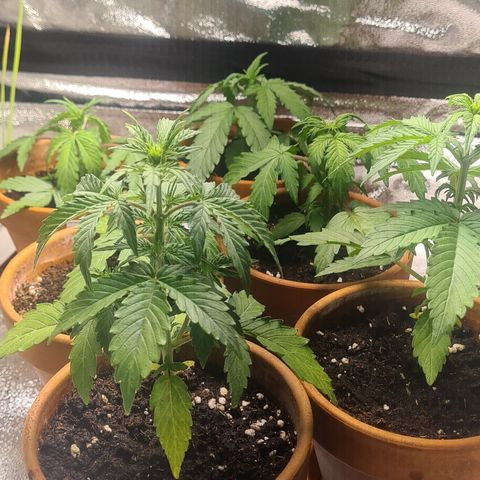 Haschtrid growlog timeline photo