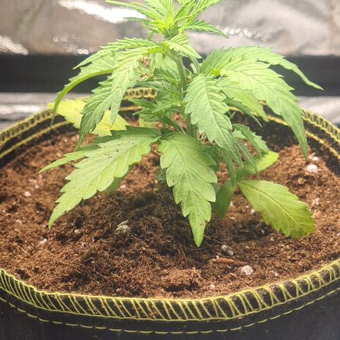 C'est la Weed growlog timeline photo
