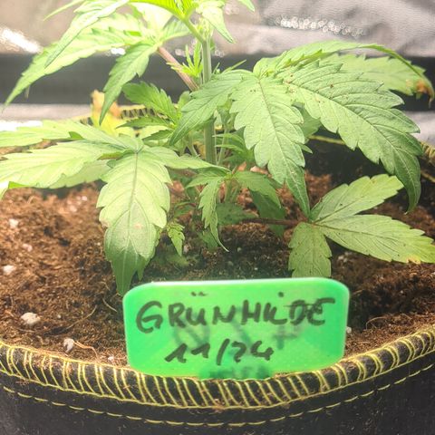 Grünhilde growlog timeline photo