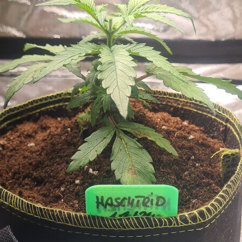 Haschtrid growlog timeline photo