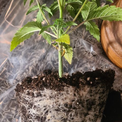 Haschtrid growlog timeline photo