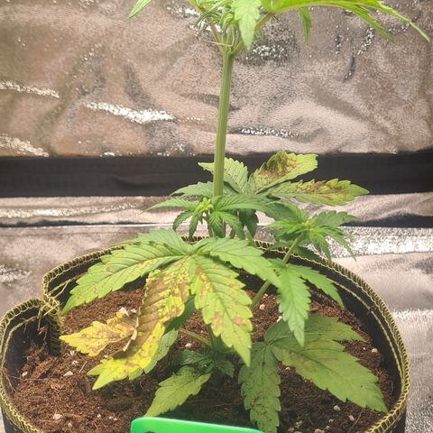 Bartzbara growlog timeline photo