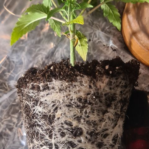 Bartzbara growlog timeline photo