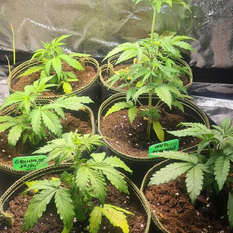 Haschtrid growlog timeline photo