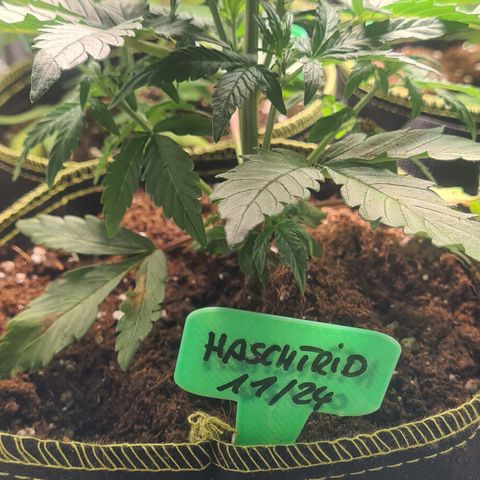 Haschtrid growlog timeline photo