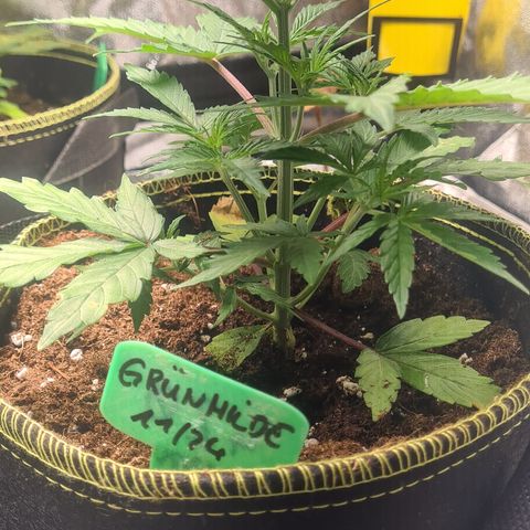 Grünhilde growlog timeline photo