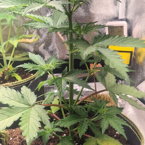 Highdrun growlog timeline photo