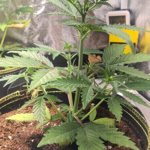 C'est la Weed growlog timeline photo