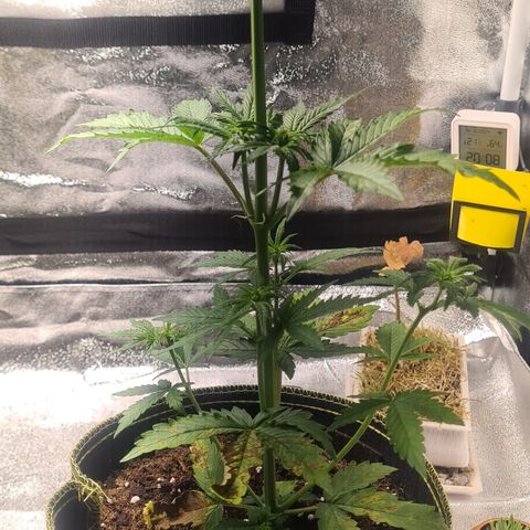 Bartzbara growlog timeline photo