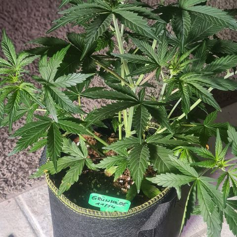 Grünhilde growlog photo: 32 cm